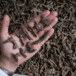 هندي موري تربل سوبر